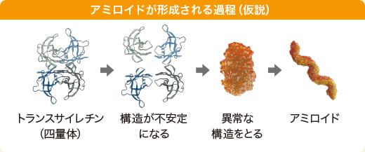 アミロイドが形成される過程（仮説）